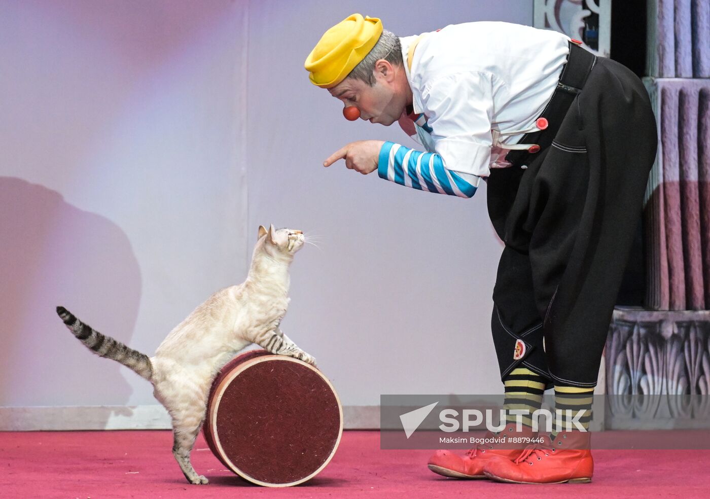 Russia Cat Show