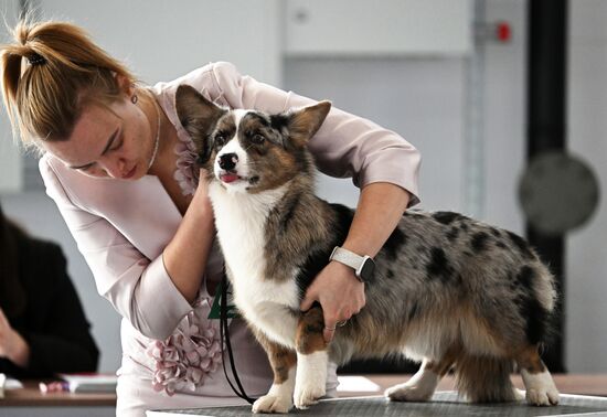 Russia Dog Show