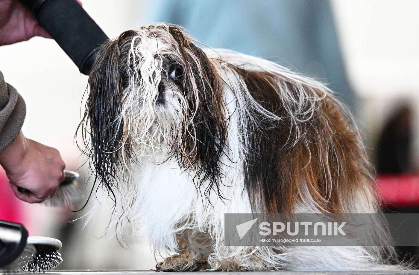 Russia Dog Show
