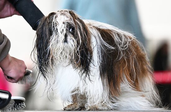 Russia Dog Show