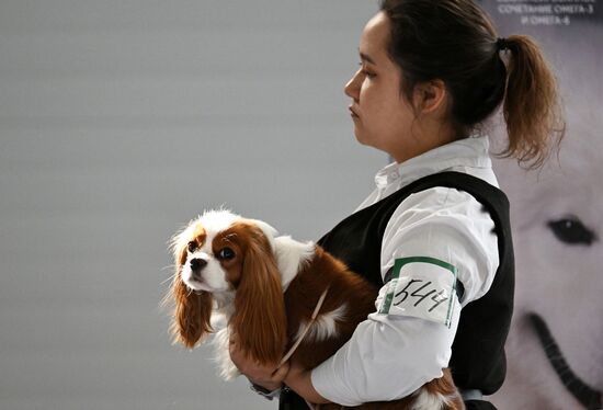 Russia Dog Show