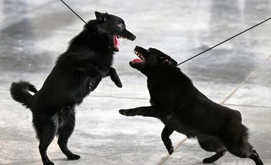 Russia Dog Show