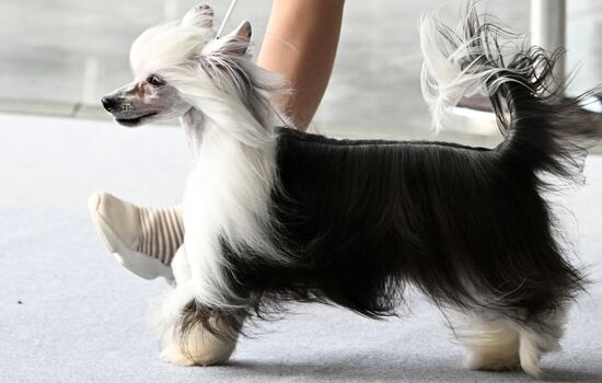 Russia Dog Show