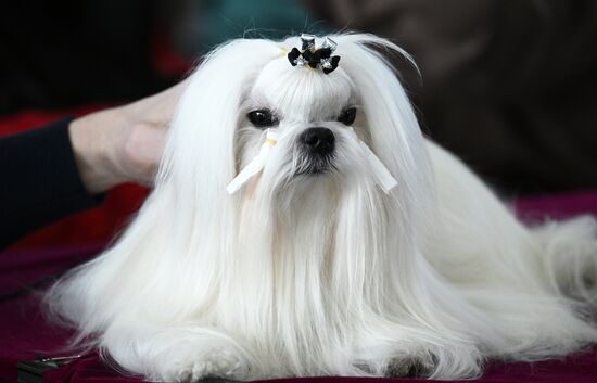 Russia Dog Show