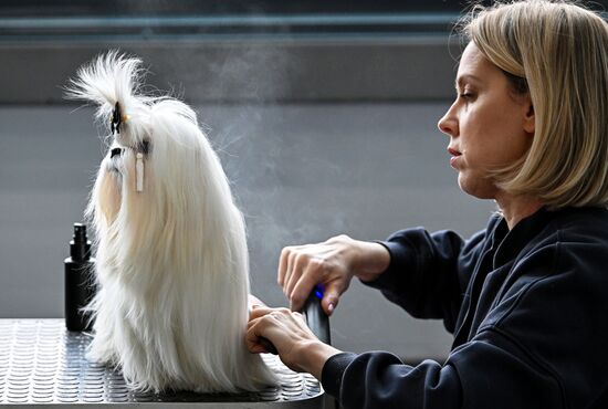 Russia Dog Show