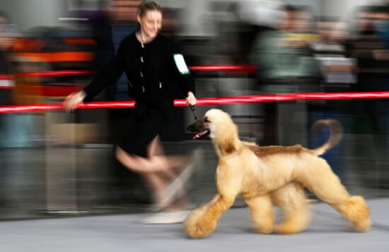 Russia Dog Show