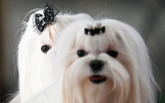 Russia Dog Show