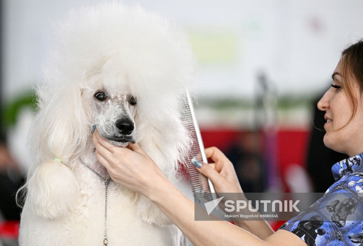 Russia Dog Show