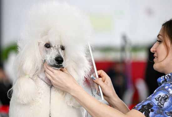 Russia Dog Show
