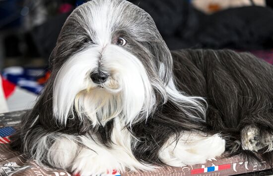 Russia Dog Show