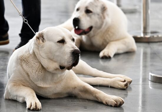 Russia Dog Show