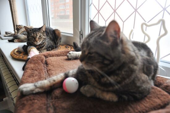 Russia Cat Cafe
