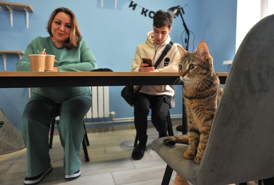 Russia Cat Cafe