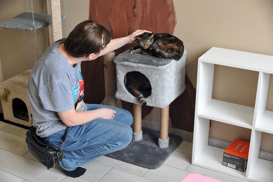Russia Cat Cafe