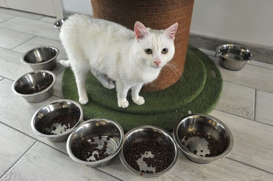 Russia Cat Cafe