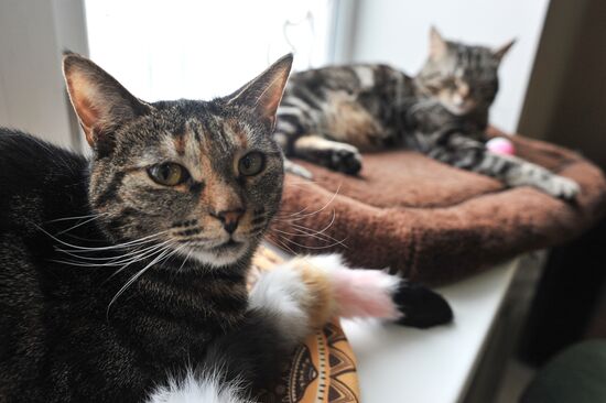 Russia Cat Cafe