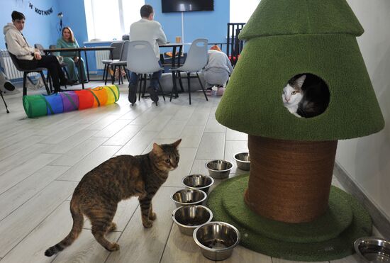 Russia Cat Cafe