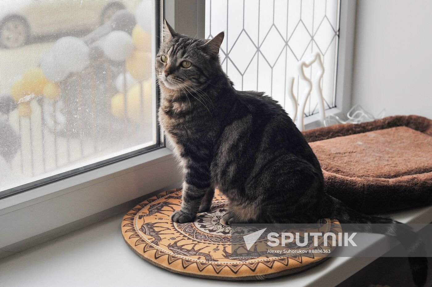 Russia Cat Cafe