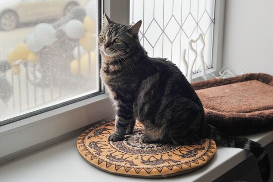 Russia Cat Cafe