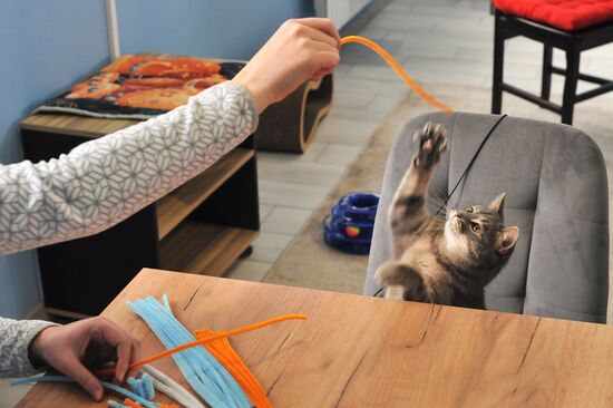 Russia Cat Cafe