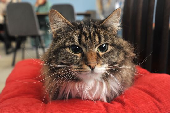 Russia Cat Cafe