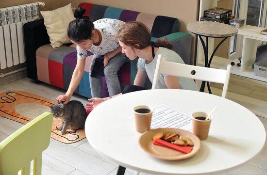Russia Cat Cafe
