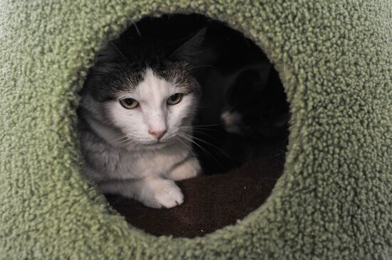 Russia Cat Cafe