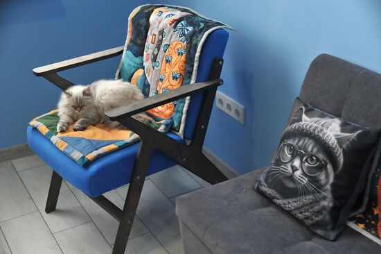 Russia Cat Cafe