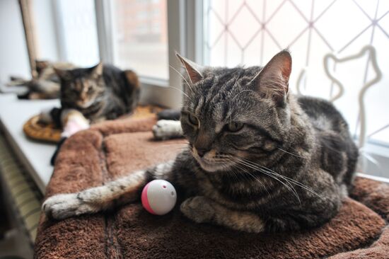 Russia Cat Cafe