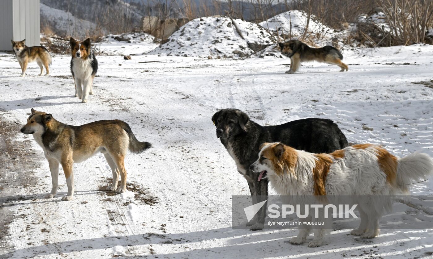 Russia Stray Dogs