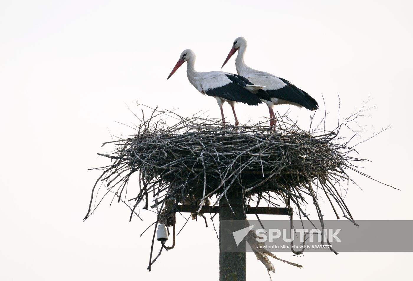 Russia Wildlife Storks