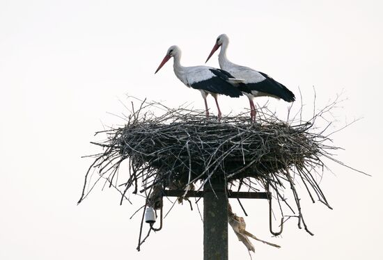 Russia Wildlife Storks