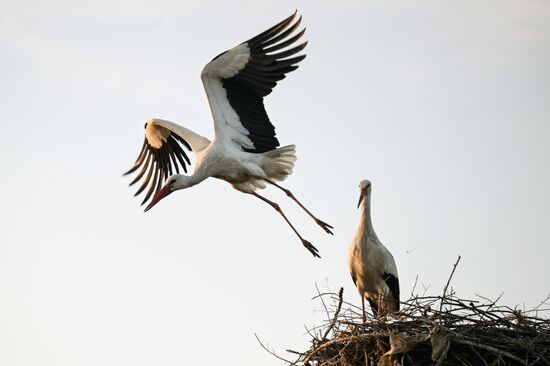 Russia Wildlife Storks