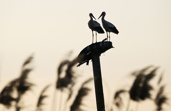 Russia Wildlife Storks