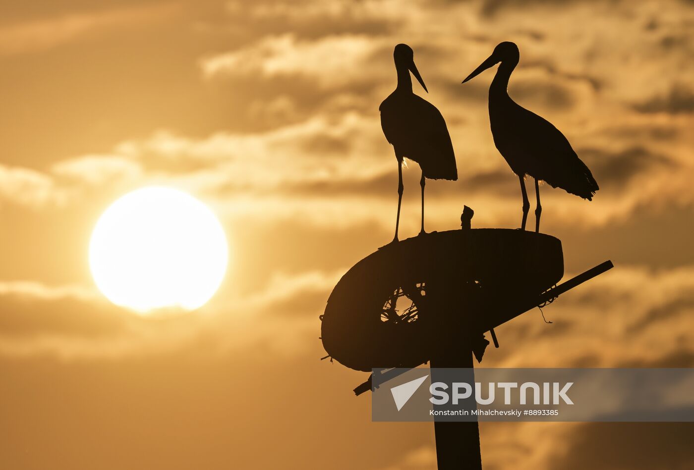 Russia Wildlife Storks