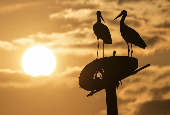 Russia Wildlife Storks