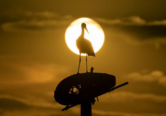 Russia Wildlife Storks