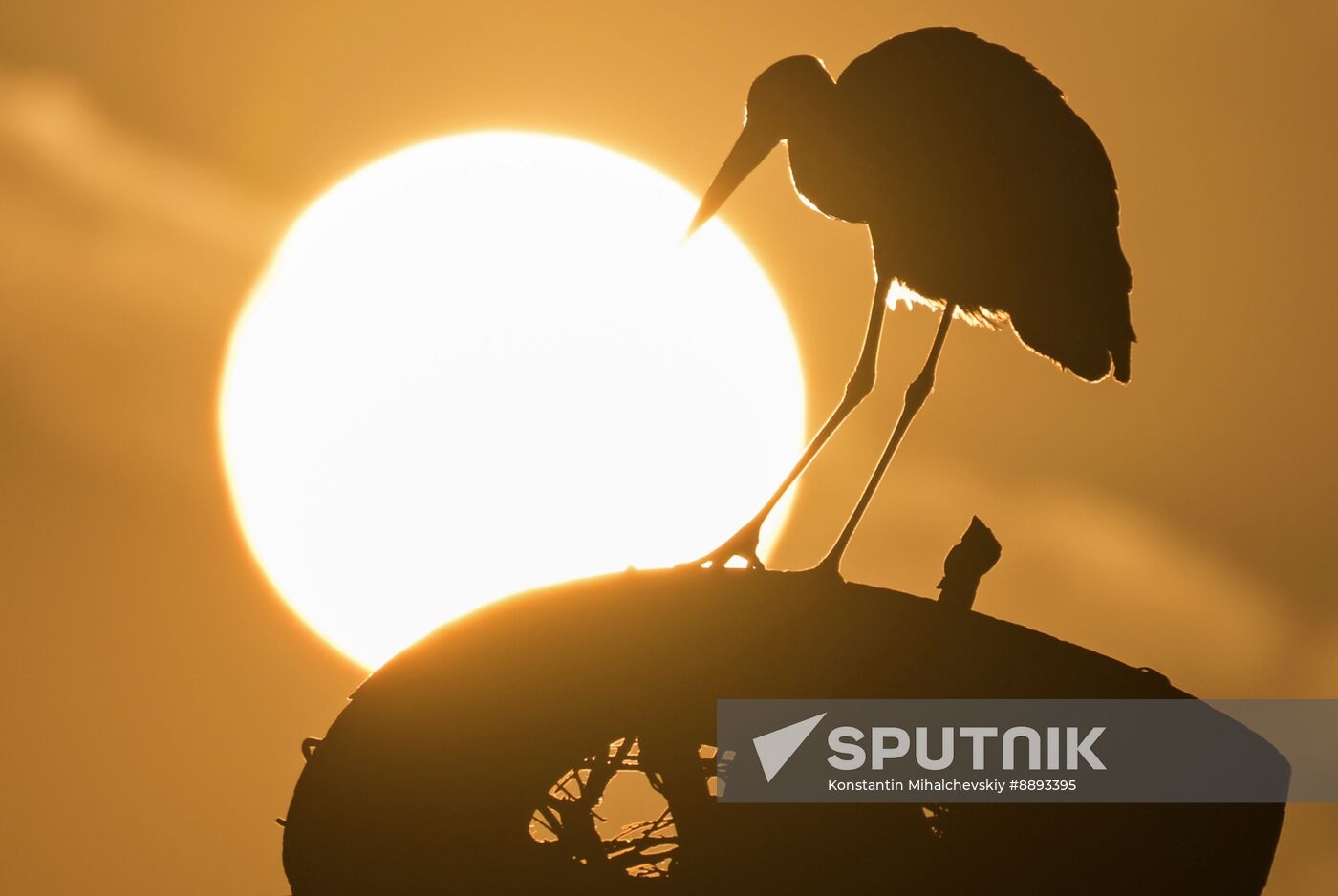 Russia Wildlife Storks