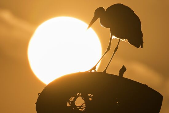 Russia Wildlife Storks