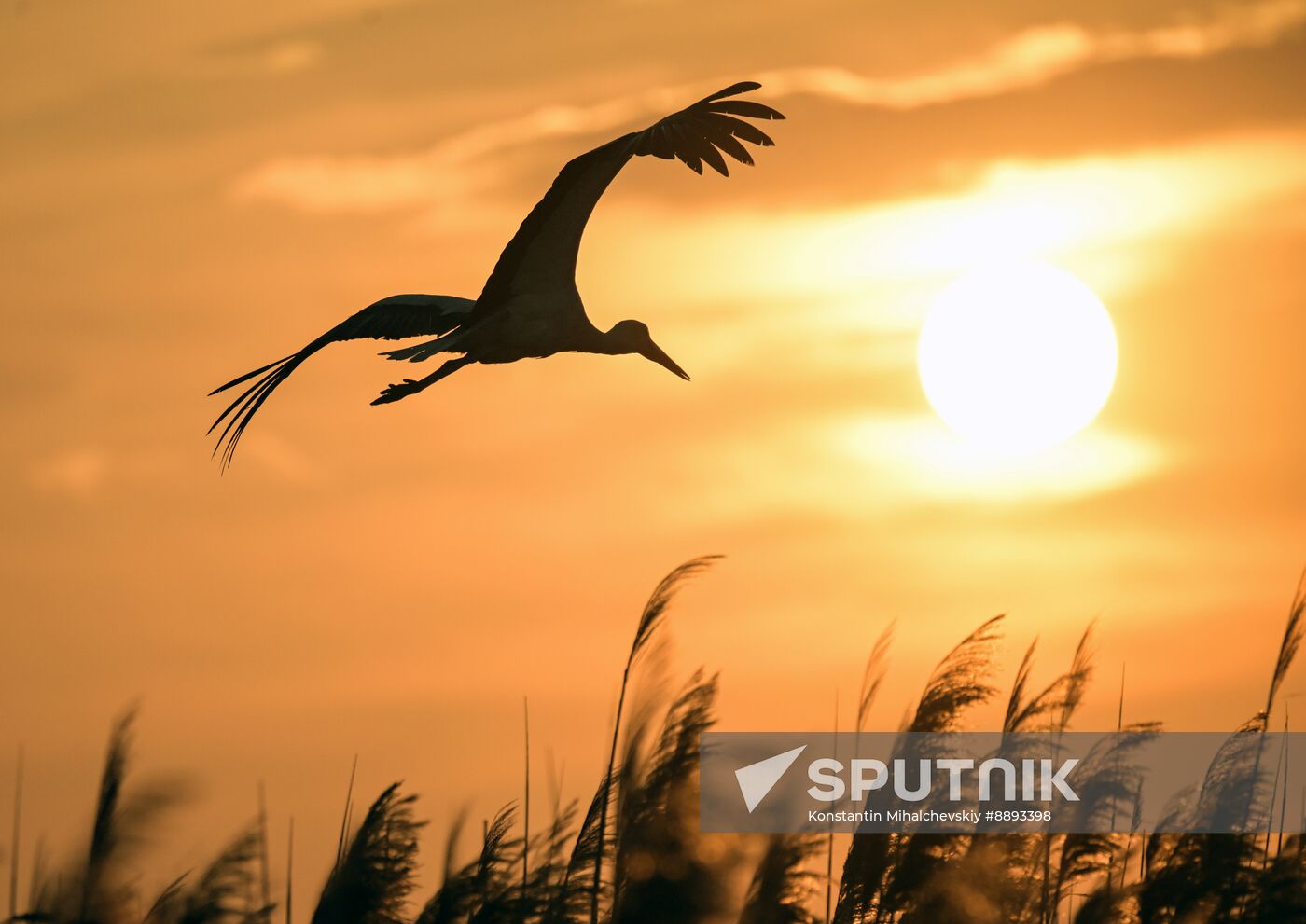 Russia Wildlife Storks