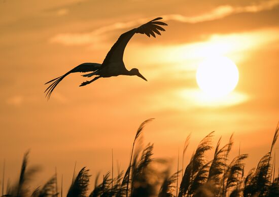 Russia Wildlife Storks