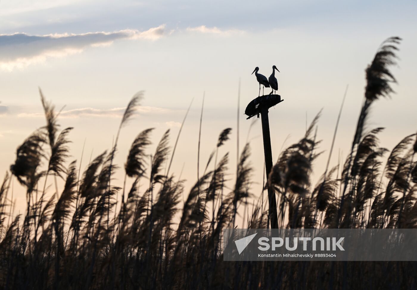 Russia Wildlife Storks