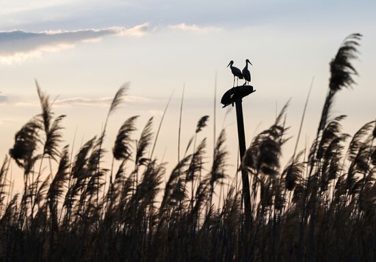 Russia Wildlife Storks