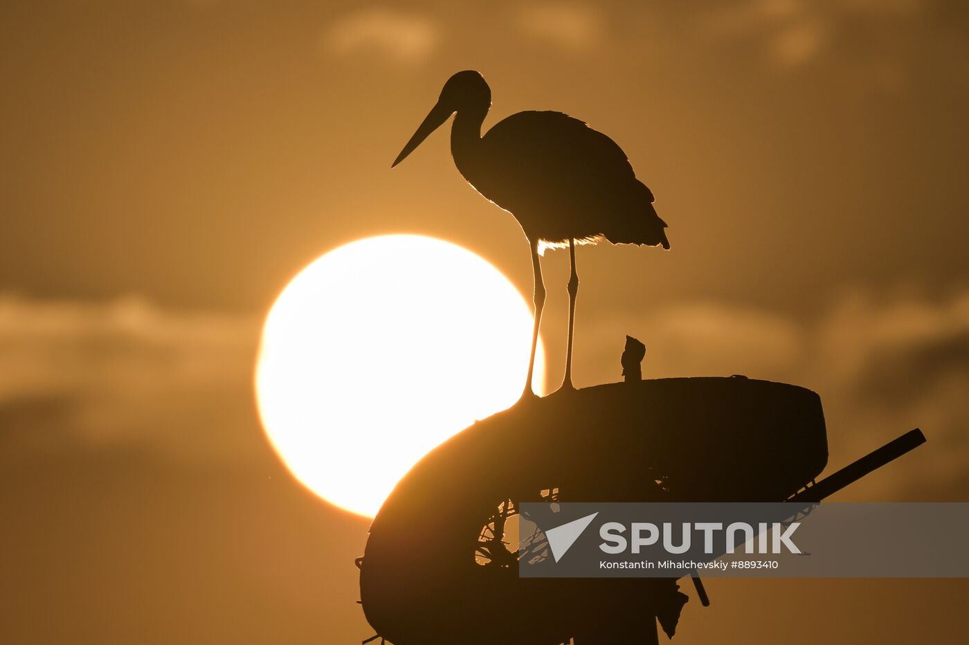 Russia Wildlife Storks