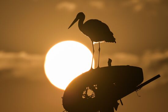 Russia Wildlife Storks