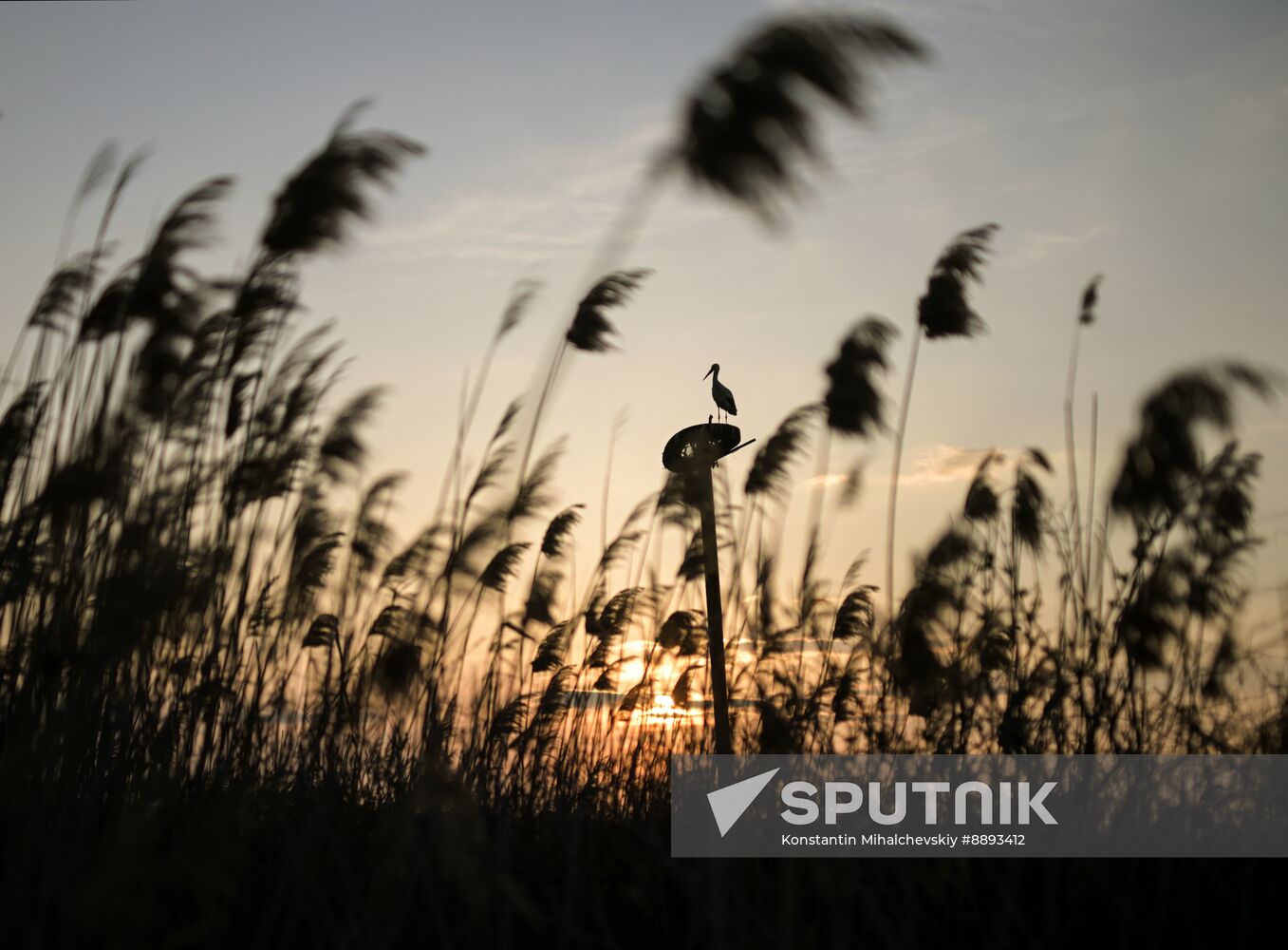 Russia Wildlife Storks