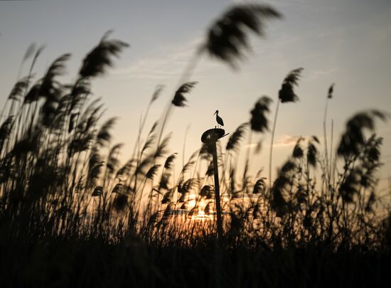 Russia Wildlife Storks