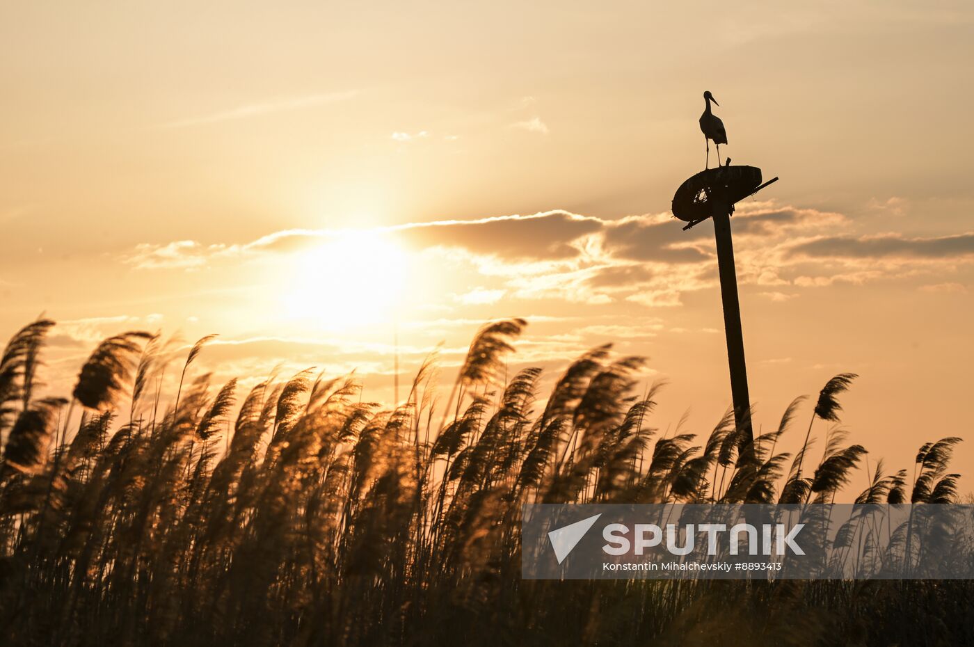 Russia Wildlife Storks