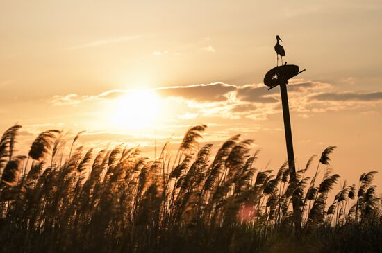 Russia Wildlife Storks