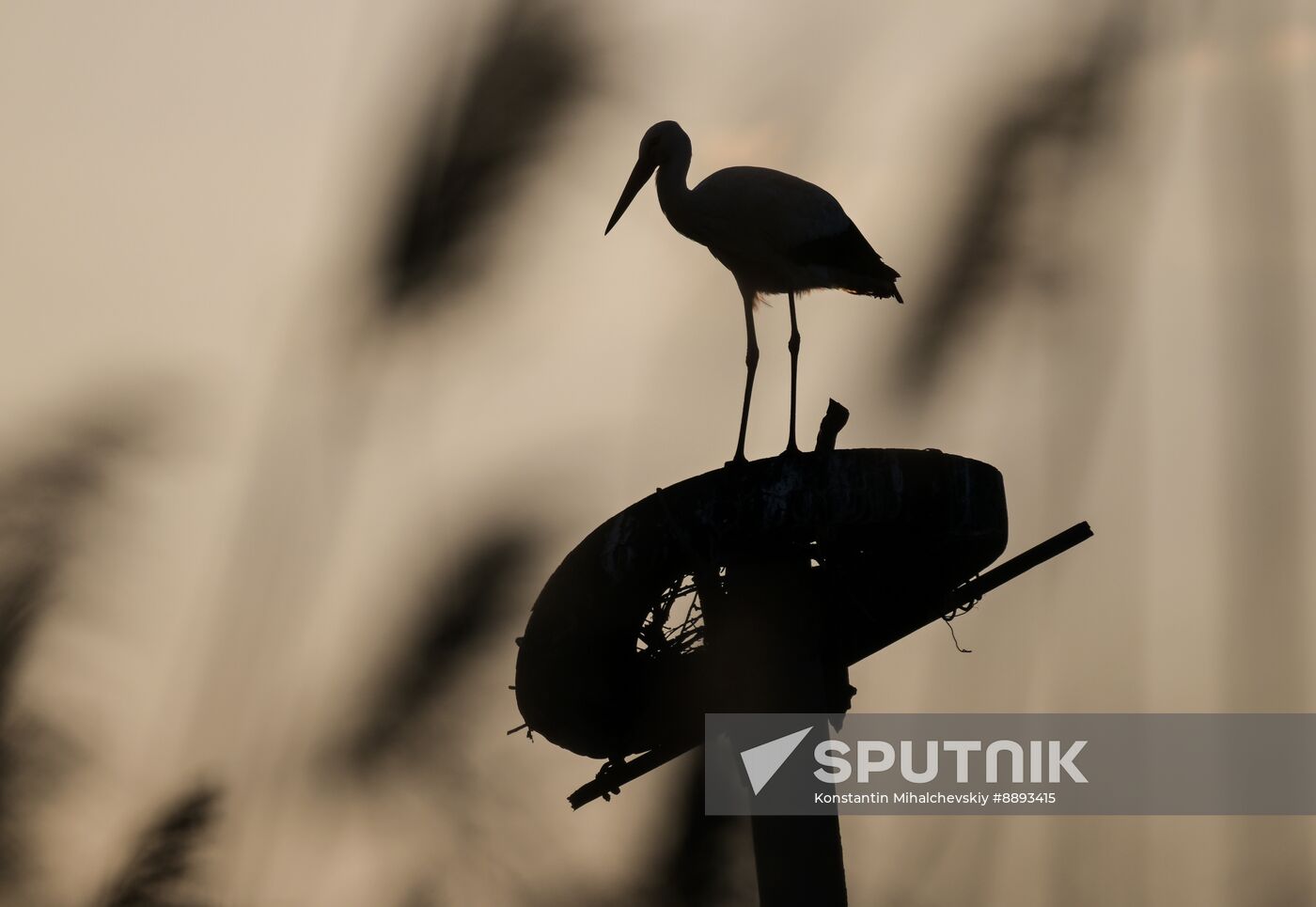 Russia Wildlife Storks